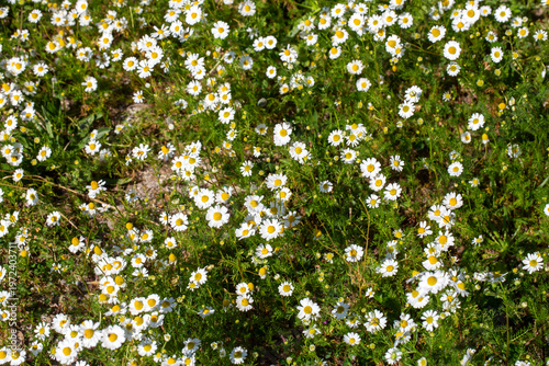Close-up of blooming German...