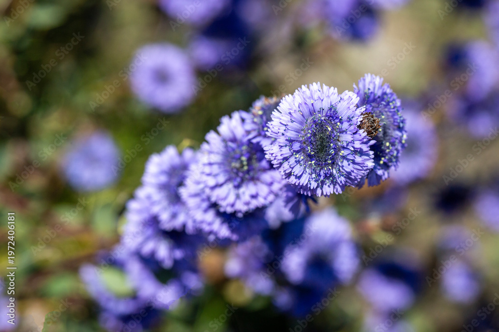 Obraz premium Wild blue Globe Daisy (Globularia alypum) flowers blooming in the Mediterranean maquis shrubland.