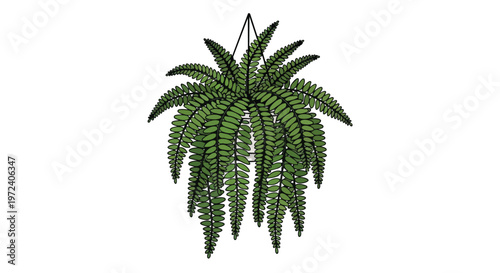 Hand Drawn Illustration of a Hanging Fern Plant in a Pot