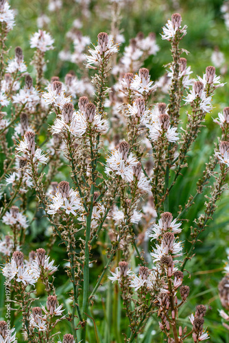 Close-up of blooming Branch...