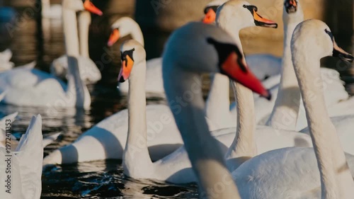 Swans on the Dniester