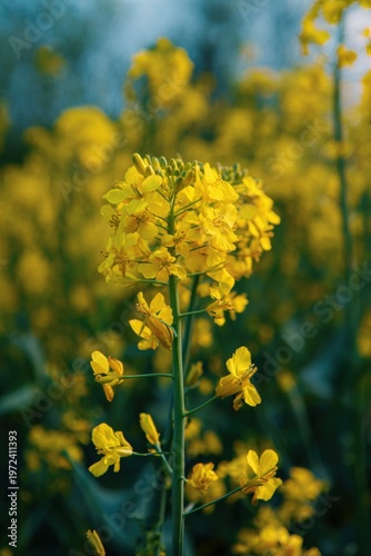 Yellow canola single stalk detailed portrait intimate composition evening light garden field