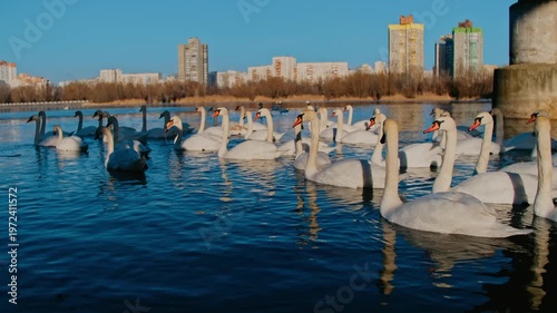 Swans on the Dniester