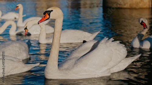 Swans on the Dniester