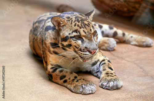 Clouded leopard close-up in the zoo