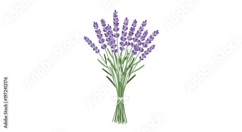 Beautiful Hand Drawn Bouquet of Lavender Flowers Isolated on White Background