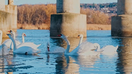 Swans on the Dniester