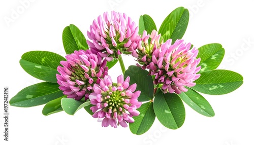 Vibrant Red Clover Blossoms - A Close-Up of Natures Beauty.