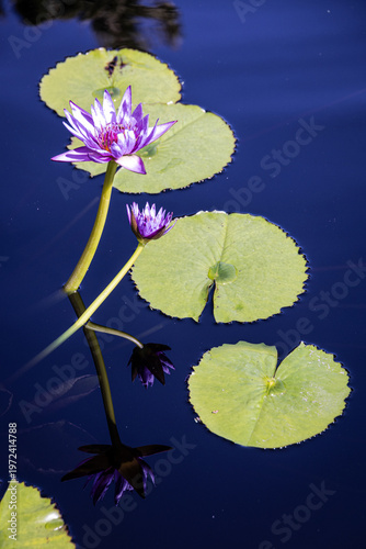 Nymphaea 'Rhonda Kay'  Purple Water Lily (Nymphaeaceae)