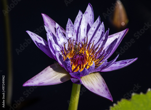 Nymphaea 'Rhonda Kay'  Purple Water Lily (Nymphaeaceae)