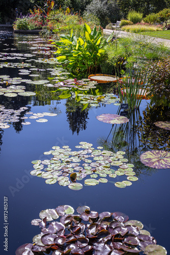 Pond with lilies in a tranquil garden