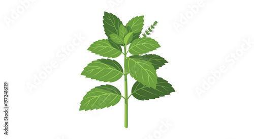 Fresh Green Mint Plant Sprig Isolated on White Background