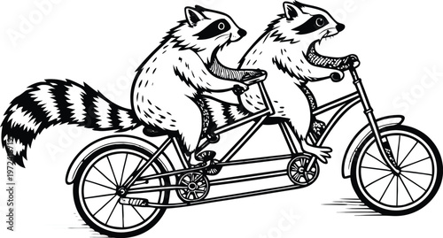 Raccoons riding tandem bicycle vintage engraving. A highly detailed black and white vintage vector illustration of two adorable raccoons riding a tandem bicycle together. Vector illustration