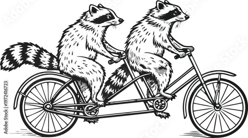 Raccoons riding tandem bicycle vintage engraving. A highly detailed black and white vintage vector illustration of two adorable raccoons riding a tandem bicycle together. Vector illustration