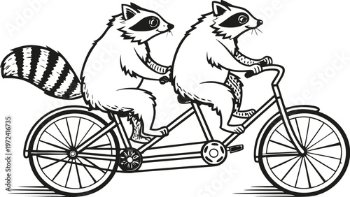 Raccoons riding tandem bicycle vintage engraving. A highly detailed black and white vintage vector illustration of two adorable raccoons riding a tandem bicycle together. Vector illustration