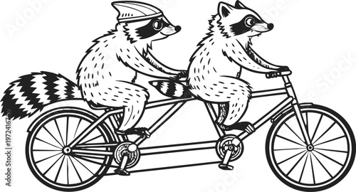 Raccoons riding tandem bicycle vintage engraving. A highly detailed black and white vintage vector illustration of two adorable raccoons riding a tandem bicycle together. Vector illustration