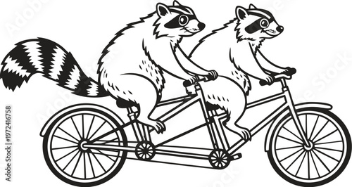 Raccoons riding tandem bicycle vintage engraving. A highly detailed black and white vintage vector illustration of two adorable raccoons riding a tandem bicycle together. Vector illustration