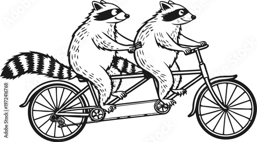 Raccoons riding tandem bicycle vintage engraving. A highly detailed black and white vintage vector illustration of two adorable raccoons riding a tandem bicycle together. Vector illustration