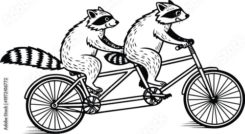 Raccoons riding tandem bicycle vintage engraving. A highly detailed black and white vintage vector illustration of two adorable raccoons riding a tandem bicycle together. Vector illustration