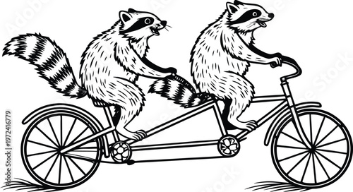 Raccoons riding tandem bicycle vintage engraving. A highly detailed black and white vintage vector illustration of two adorable raccoons riding a tandem bicycle together. Vector illustration