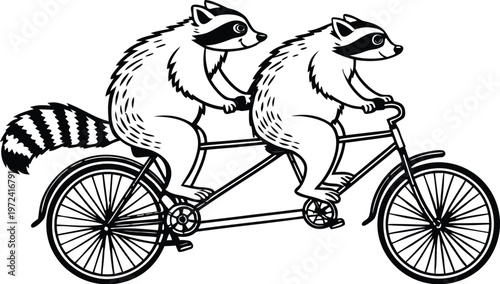 Raccoons riding tandem bicycle vintage engraving. A highly detailed black and white vintage vector illustration of two adorable raccoons riding a tandem bicycle together. Vector illustration