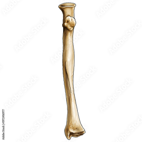 Right Radius Anterior View Artistic Anatomical Illustration – Human Forearm Bone 