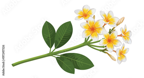 Beautiful Tropical Plumeria Frangipani Flower Branch Illustration