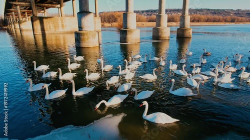 Graceful Swans of the Dniester River, Aerial Views Between