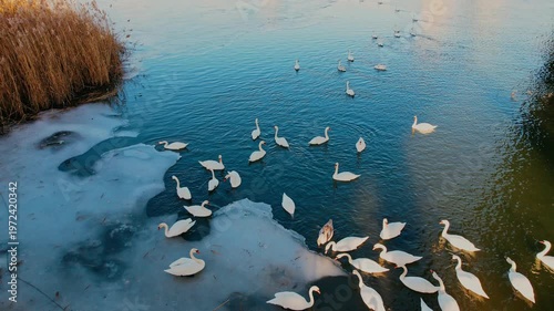Graceful Swans of the Dniester River, Aerial Views Between
