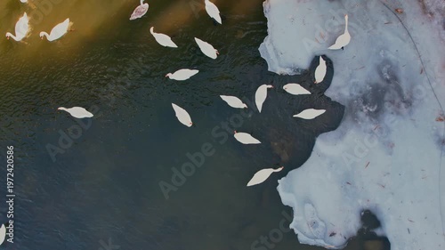 Graceful Swans of the Dniester River, Aerial Views Between