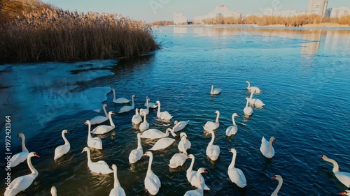 Graceful Swans of the Dniester River, Aerial Views Between