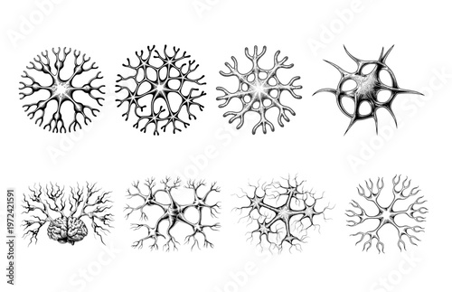 Nerve cells and neurons set, brain dendrites, engraving style medical illustration, neurology anatomy sketches, microbiology icons isolated on white