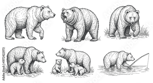Collection of Hand-Drawn Grizzly Bears in Various Poses and Activities