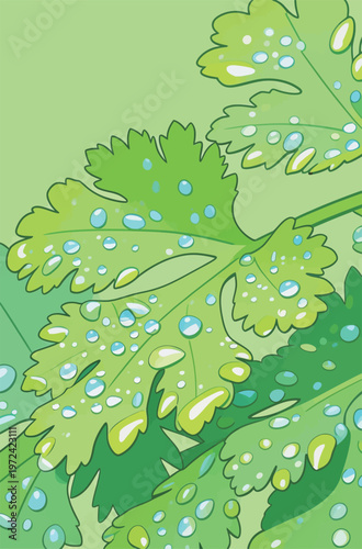 Fresh cilantro leaves with water drops on a light green background during daylight hours