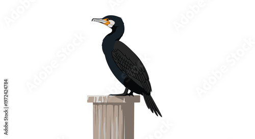 A detailed illustration shows a black cormorant bird with a distinct orange throat patch perched regally on a weathered wooden piling post against white.