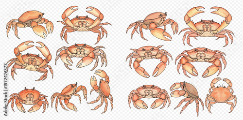 Set of various hand-drawn crab illustrations in different poses, perfect for seafood and marine life designs.