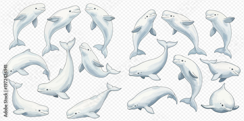 Set of beluga whales in various poses, isolated on a transparent background, depicting marine life and arctic animals.