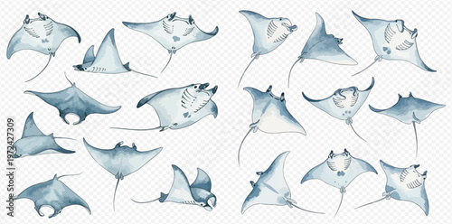 Watercolor collection of manta rays and stingrays in various poses, hand-drawn marine animals on transparent background.