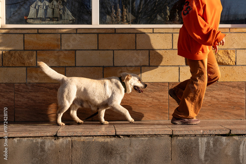 Labrador Dog Walking Beside Owner Along Stone Wall