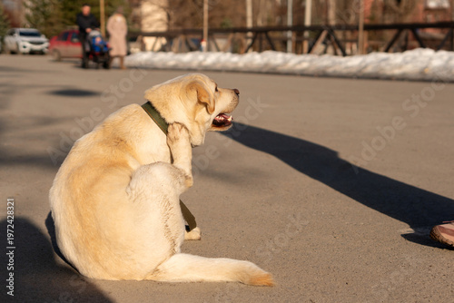 Labrador Dog Sitting On Park Road Scratching Ear