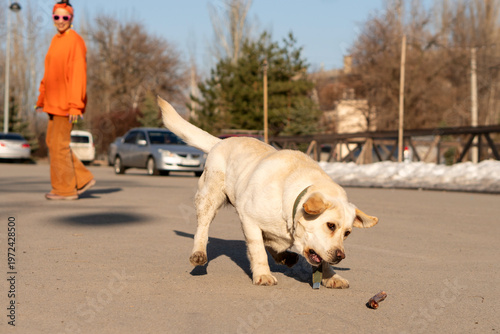 Labrador Dog Running Toward Bone On Park Road