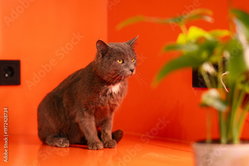 Gray domestic cat sitting on orange floor near plant