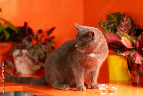 Gray domestic cat sitting near bowl of water indoors