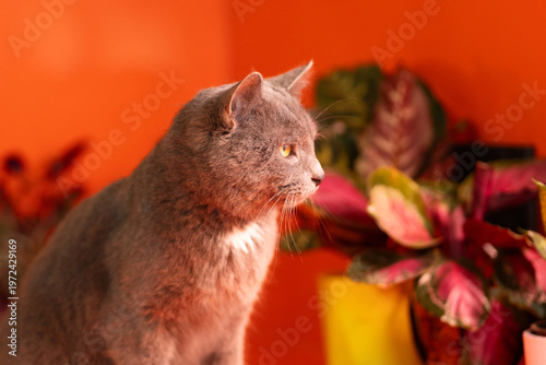 Close-up profile of gray domestic cat indoors