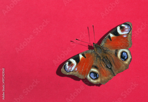 bright red peacock butterfly on a red background. copy space