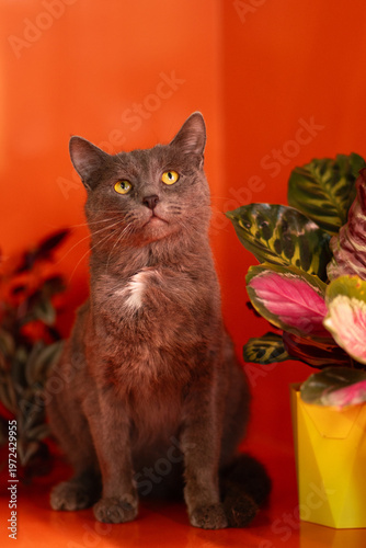 Gray domestic cat sitting upright and looking upward