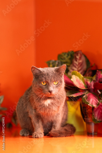 Gray domestic cat sitting low and observing indoors