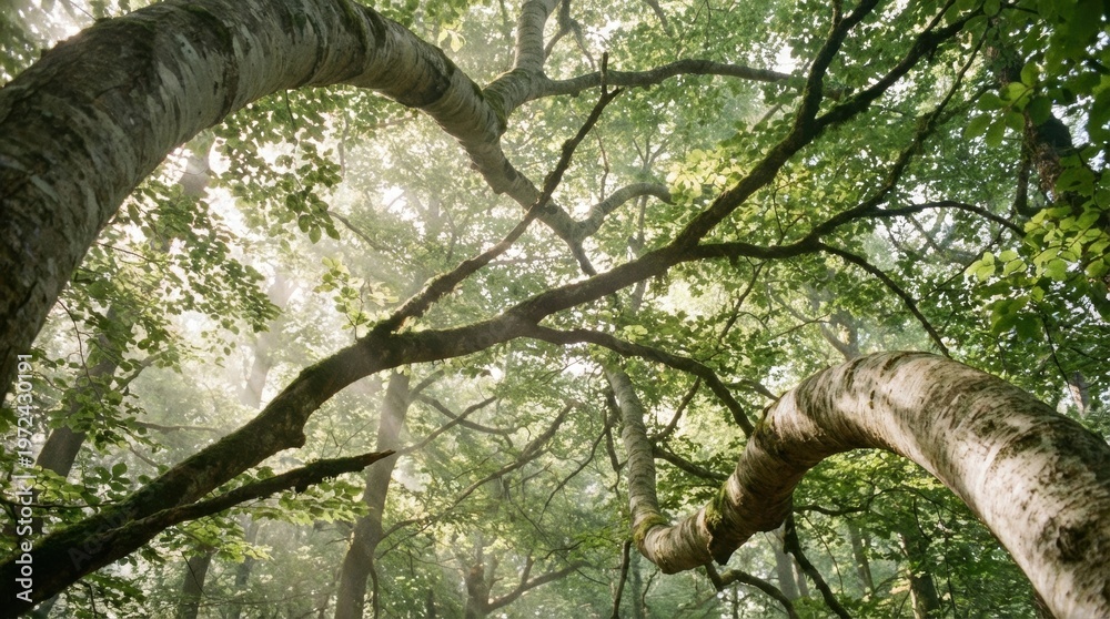 Fototapeta premium Interlaced woodland canopy over a quiet sunlit clearing, moss-coated branches weaving a sprawling green ceiling with golden rays, atmospheric old forest study and expansive upward perspective