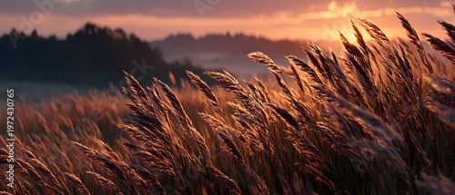 Golden Sunset Over Field of Wild Grasses - Nature and Tranquility for Print Design