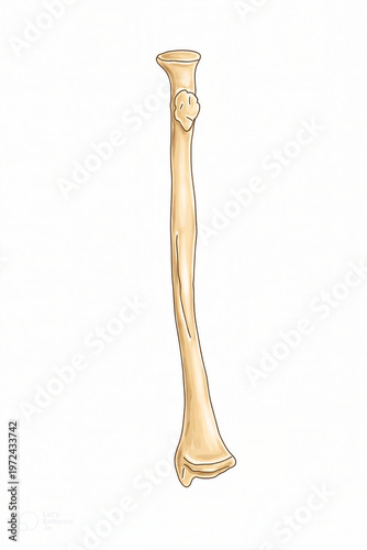 Right Radius Anterior View Anatomical Illustration – Human Forearm Bone Diagram